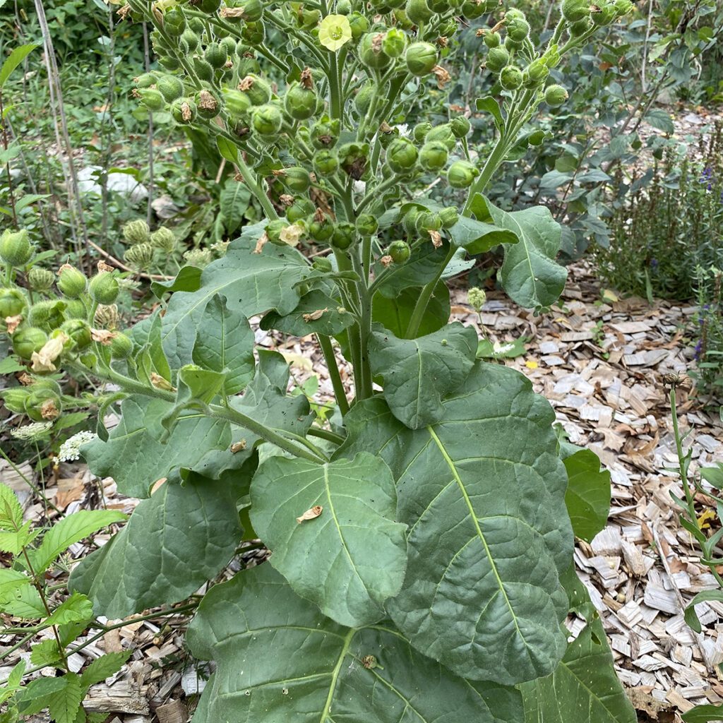 tobacco growing